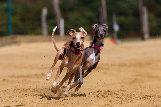 dog, greyhound, domestic animal