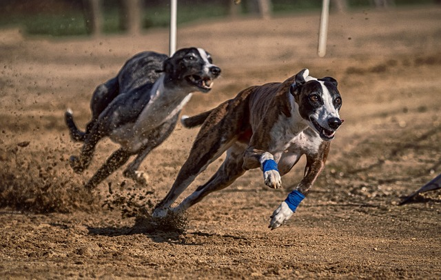 greyhound, 2 dogs